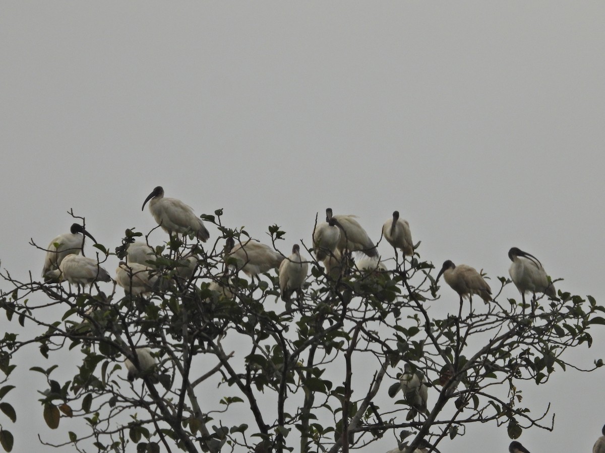 Black-headed Ibis - ML610054688