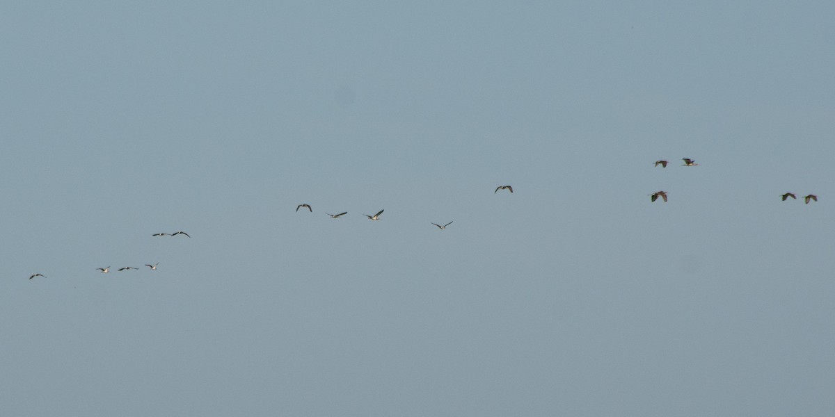 ibis bílý - ML610054706