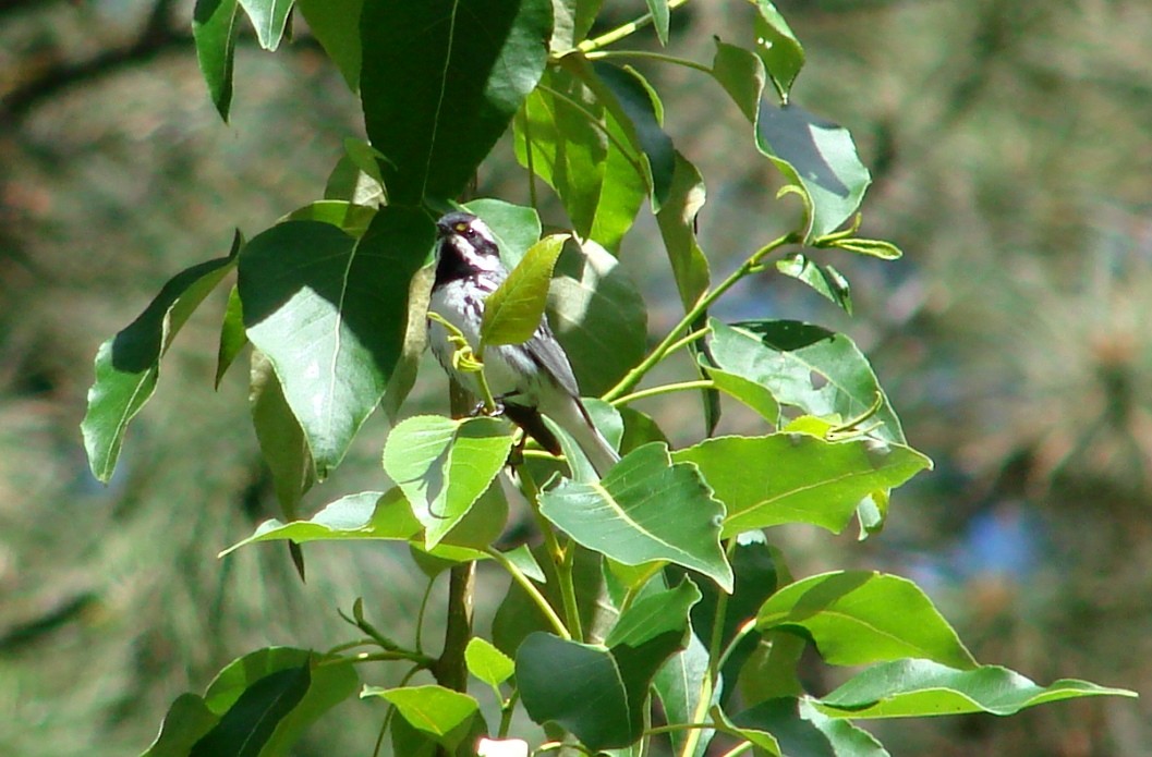 Black-throated Gray Warbler - Mark Vernon