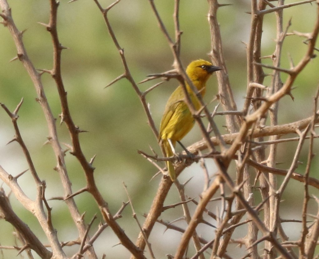 Spectacled Weaver - Nyreen Roberts