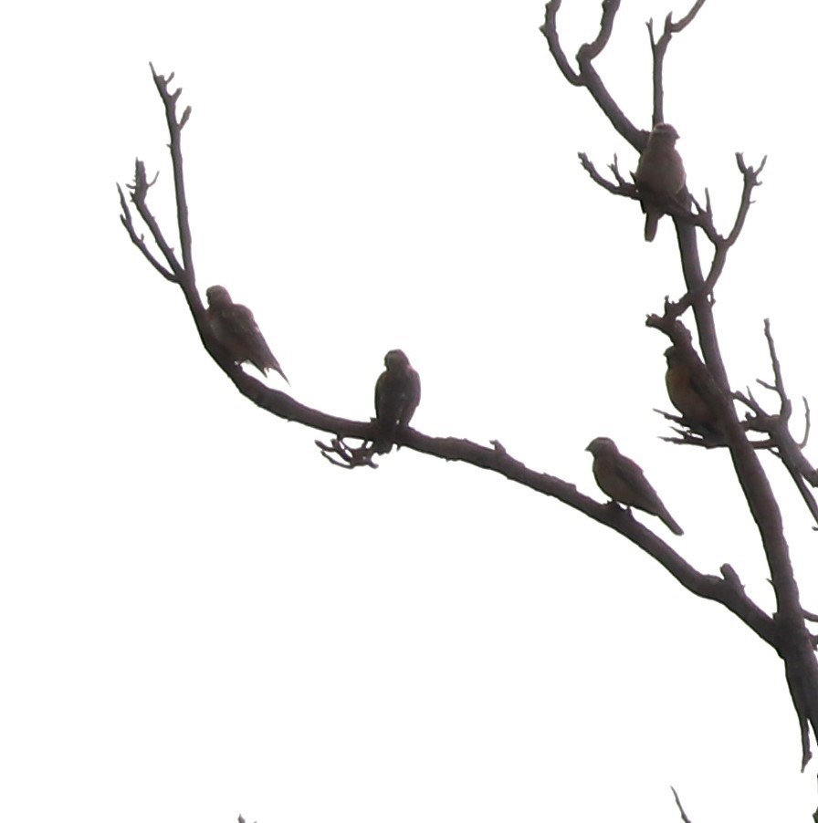 Northern Gray-headed Sparrow - Nyreen Roberts