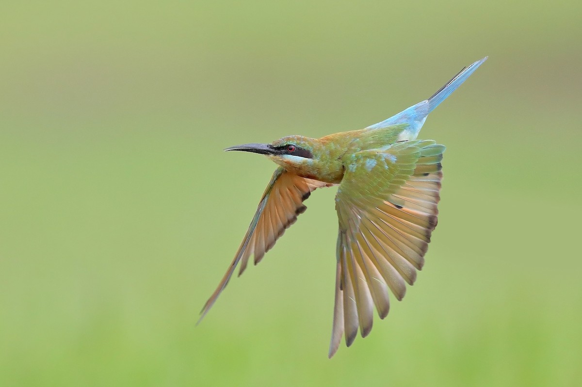 Blue-tailed Bee-eater - ML610054845