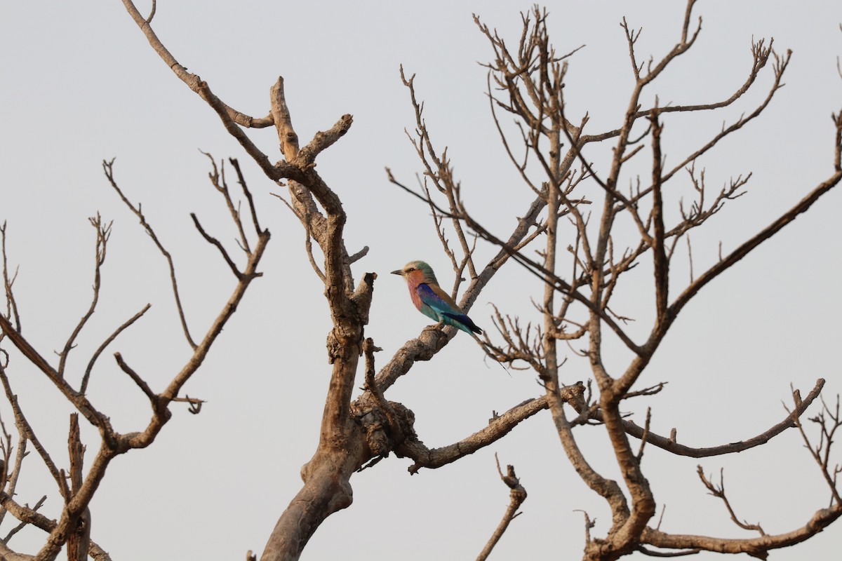 Lilac-breasted Roller - ML610054852