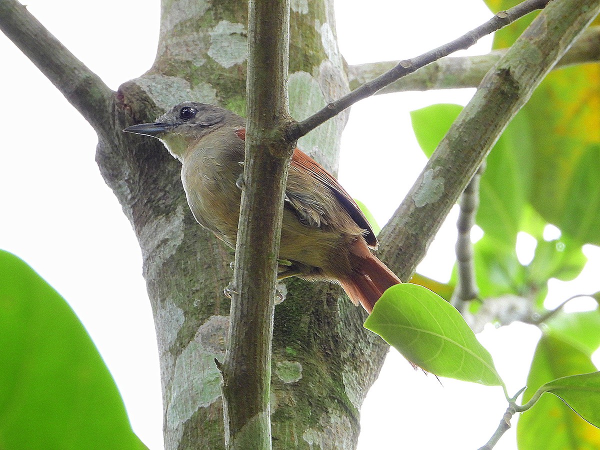 Plain-crowned Spinetail - ML610054891