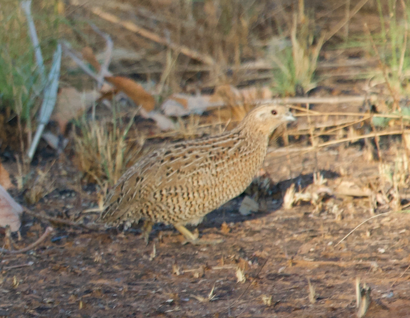 Brown Quail - ML610055145