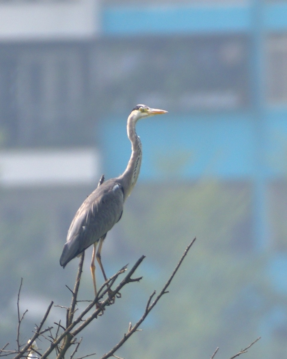 Gray Heron - ML610055154