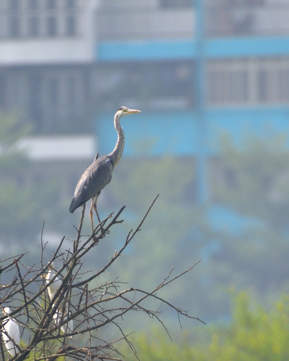 Gray Heron - ML610055156