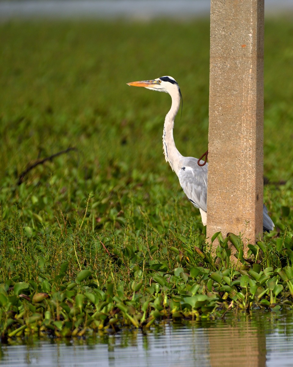 Gray Heron - ML610055158