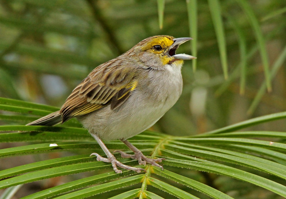 Yellow-browed Sparrow - Roger Ahlman