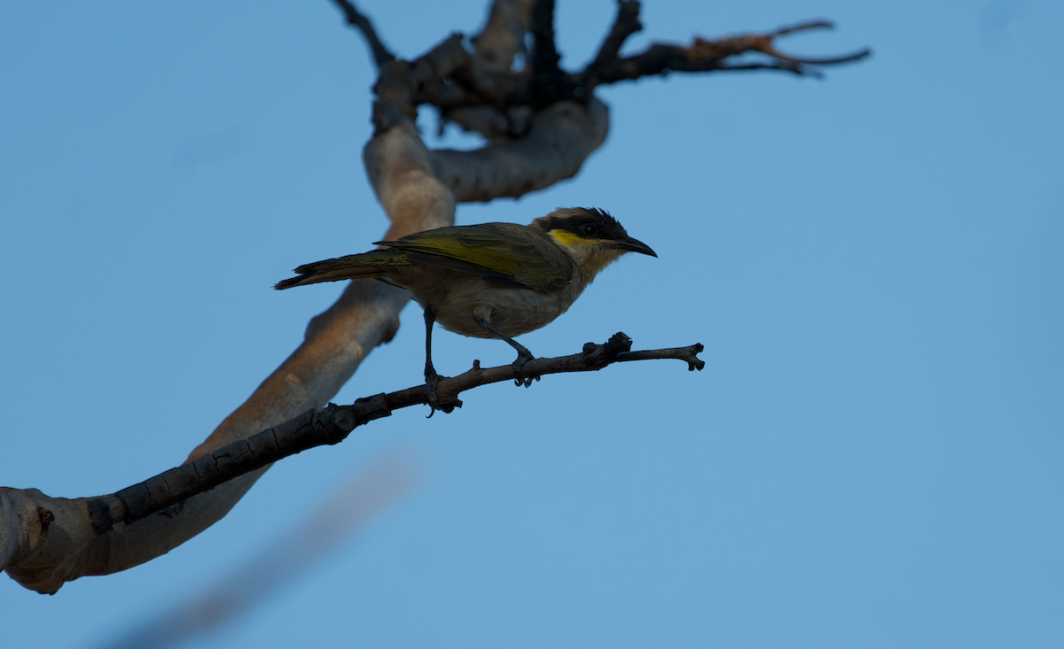 Singing Honeyeater - ML610055384