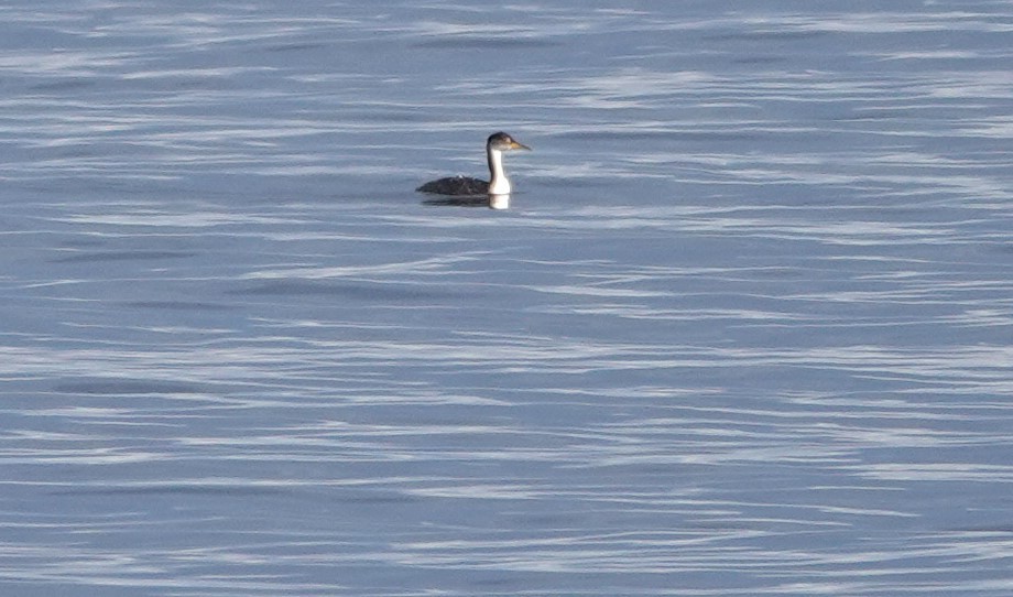 Red-necked Grebe - ML610055397