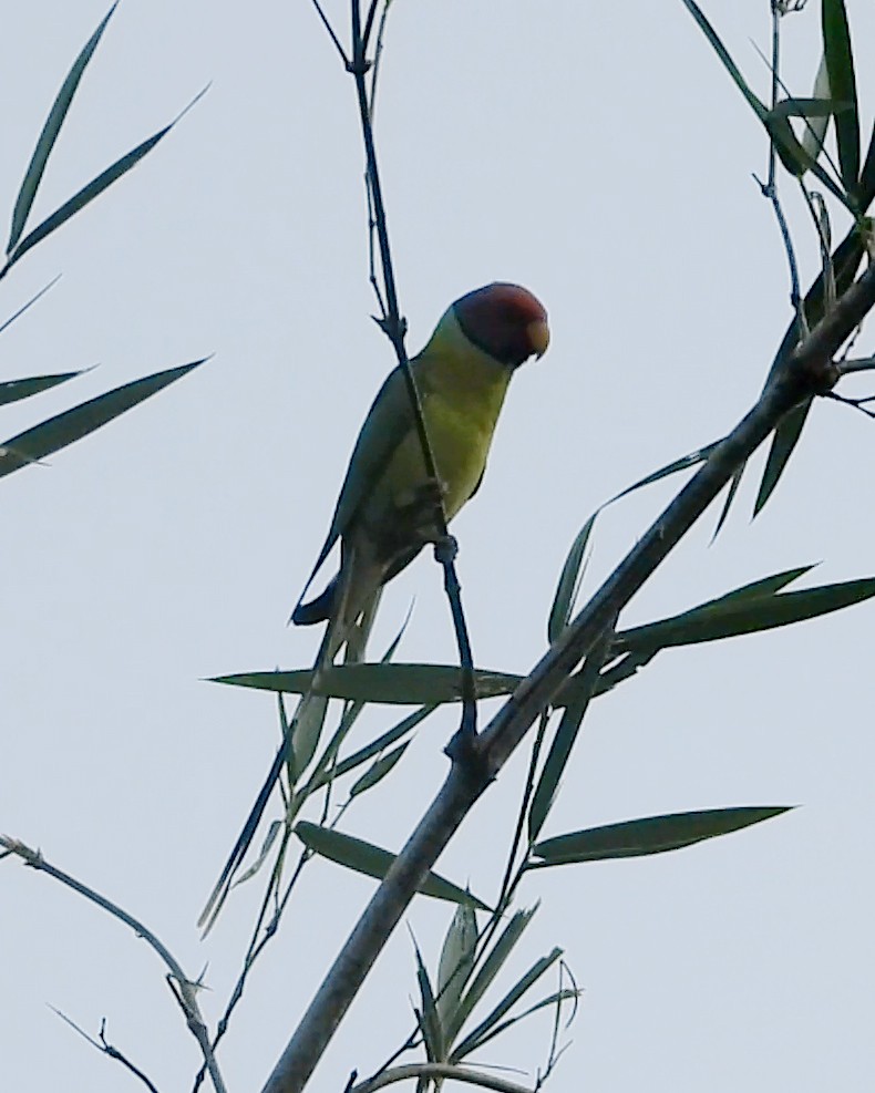 Plum-headed Parakeet - ML610055402