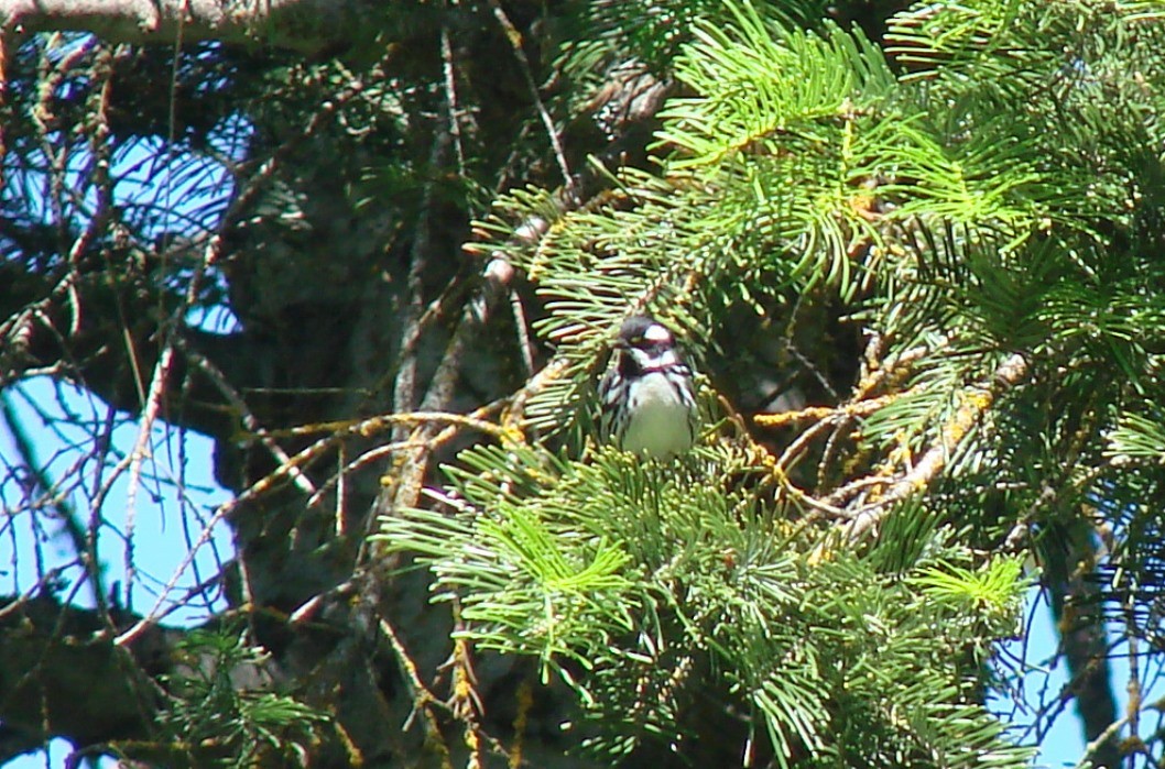 Black-throated Gray Warbler - Mark Vernon