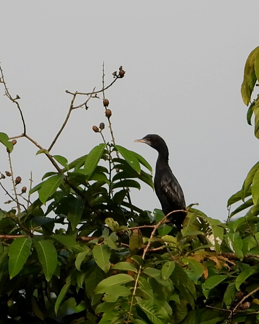 Cormoran de Vieillot - ML610055413