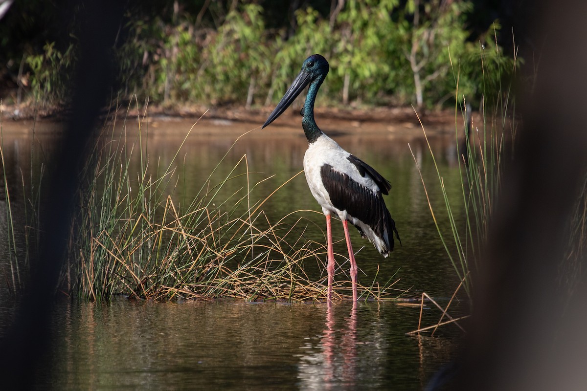 Black-necked Stork - Ramit Singal
