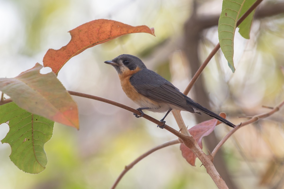 Spectacled Monarch - Ramit Singal