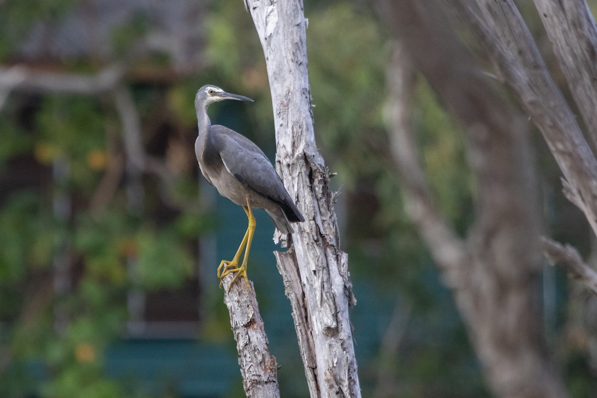 White-faced Heron - Ramit Singal