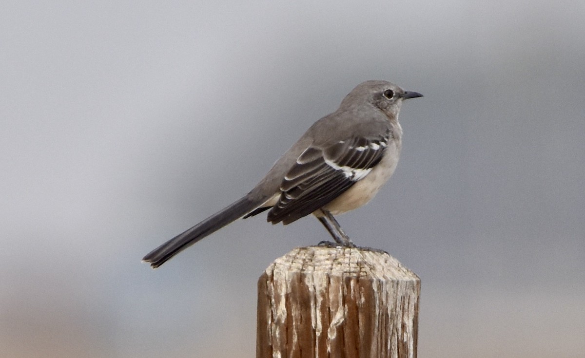 Northern Mockingbird - ML610055591