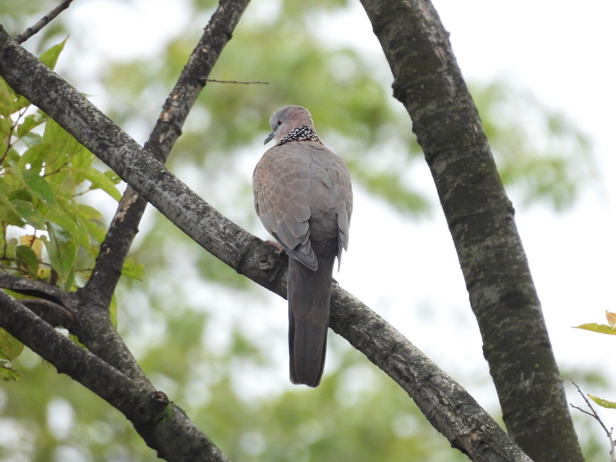 Spotted Dove - ML610055742
