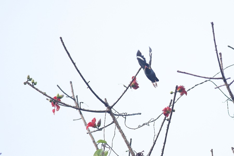 Southern Hill Myna - ML610055763