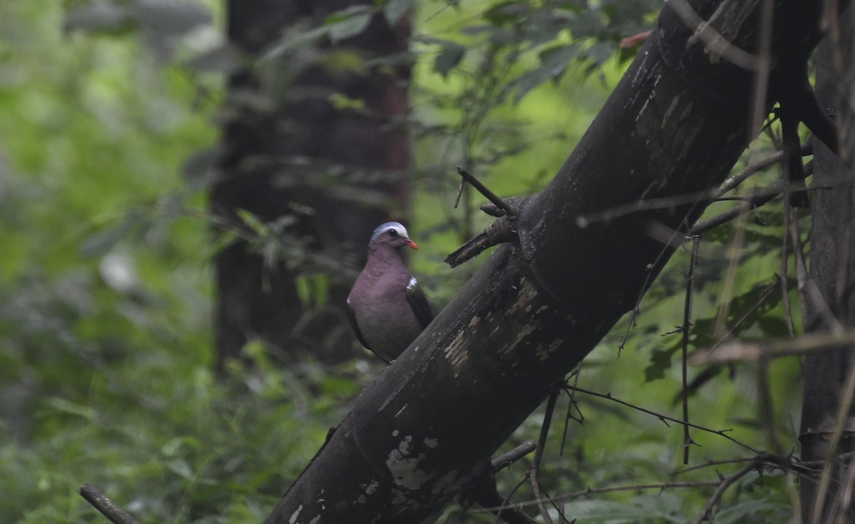 翠翼鳩 - ML610055784