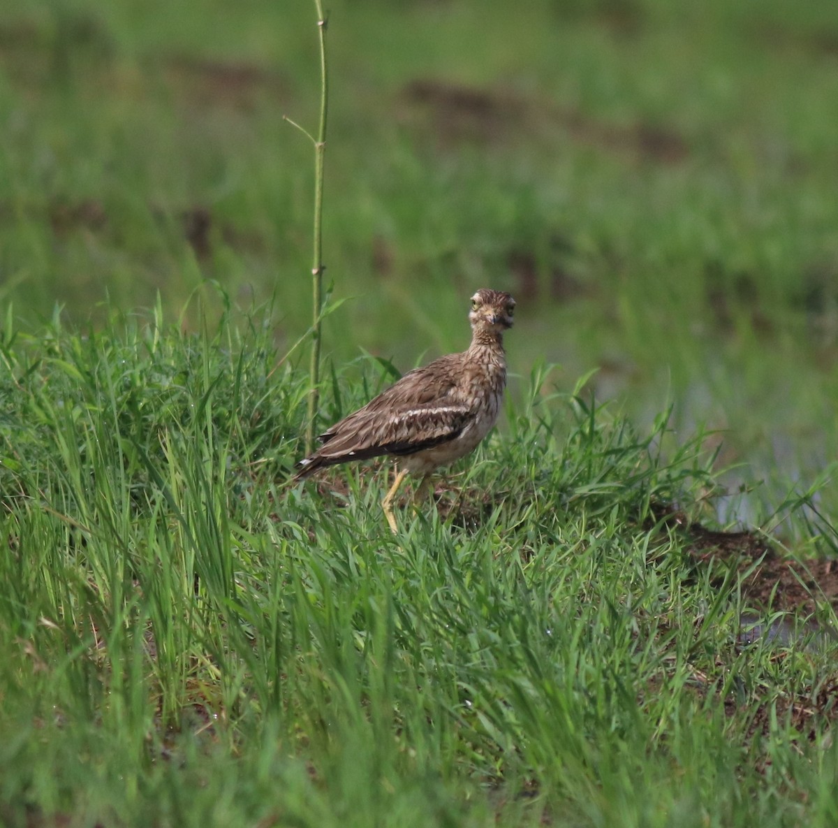 Indian Thick-knee - ML610055795
