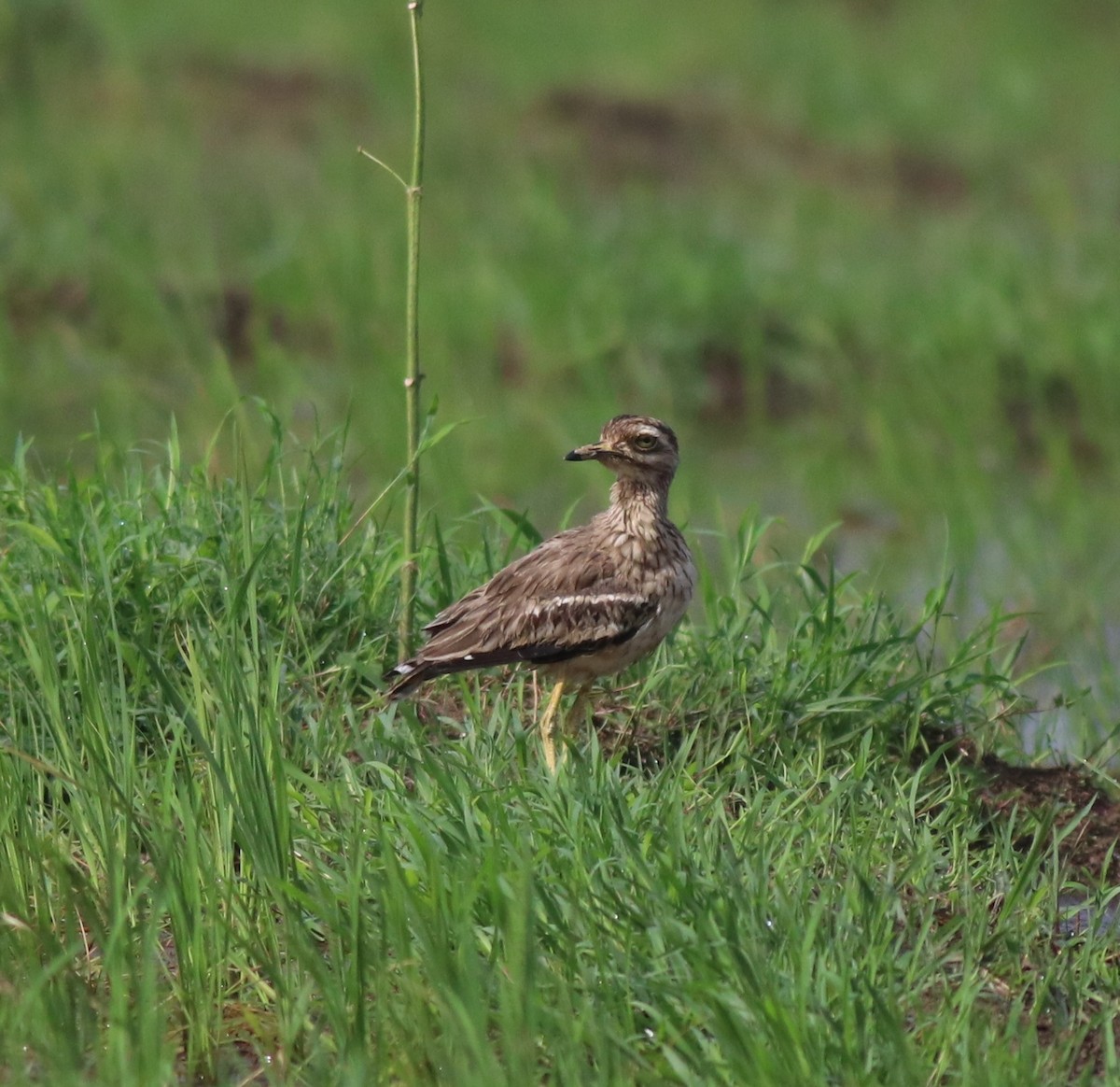 Indian Thick-knee - ML610055796