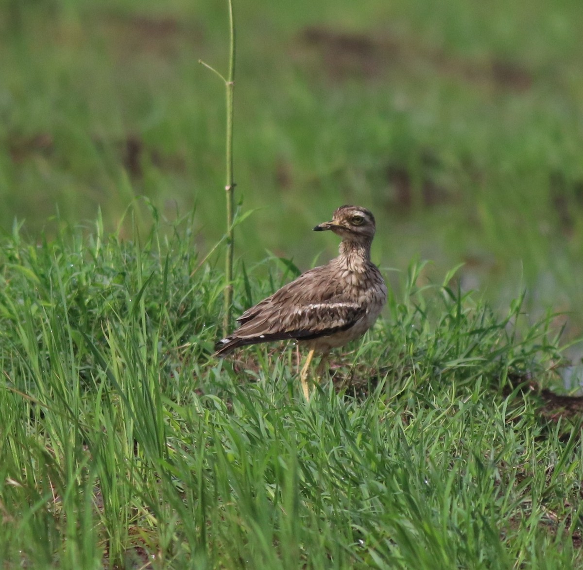 Indian Thick-knee - ML610055797