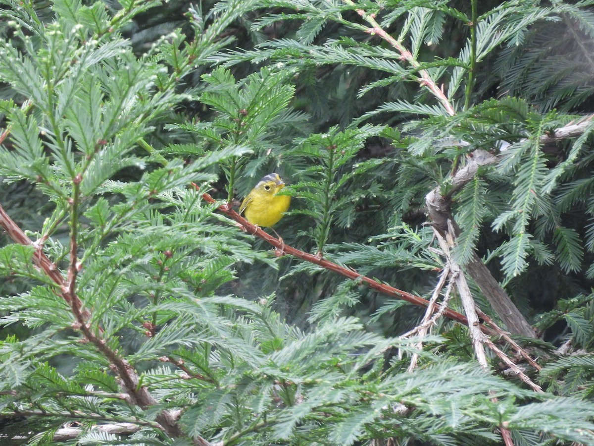 Gray-crowned Warbler - ML610055827