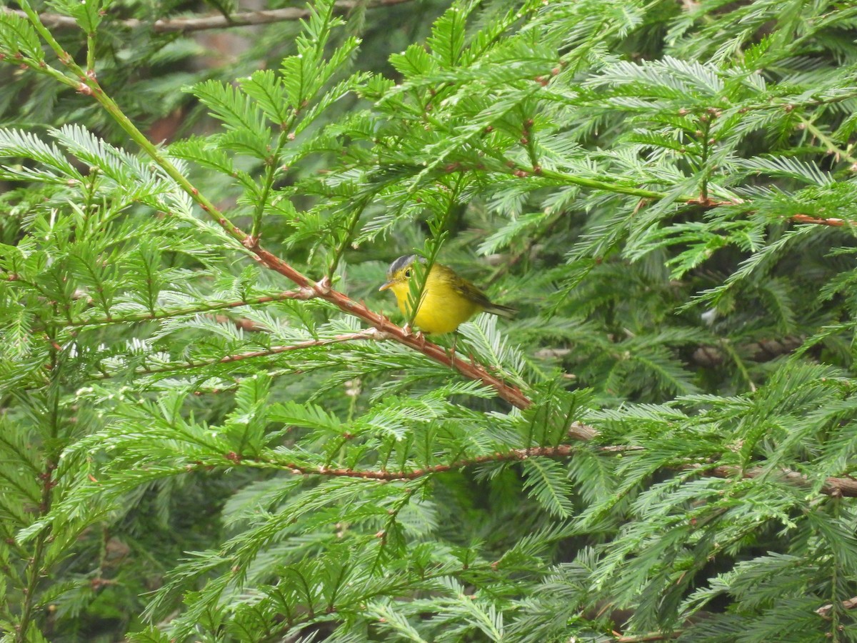 Mosquitero Coronigrís - ML610055828