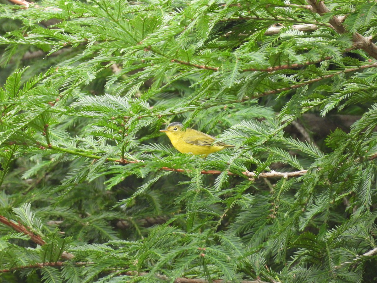 Mosquitero Coronigrís - ML610055829