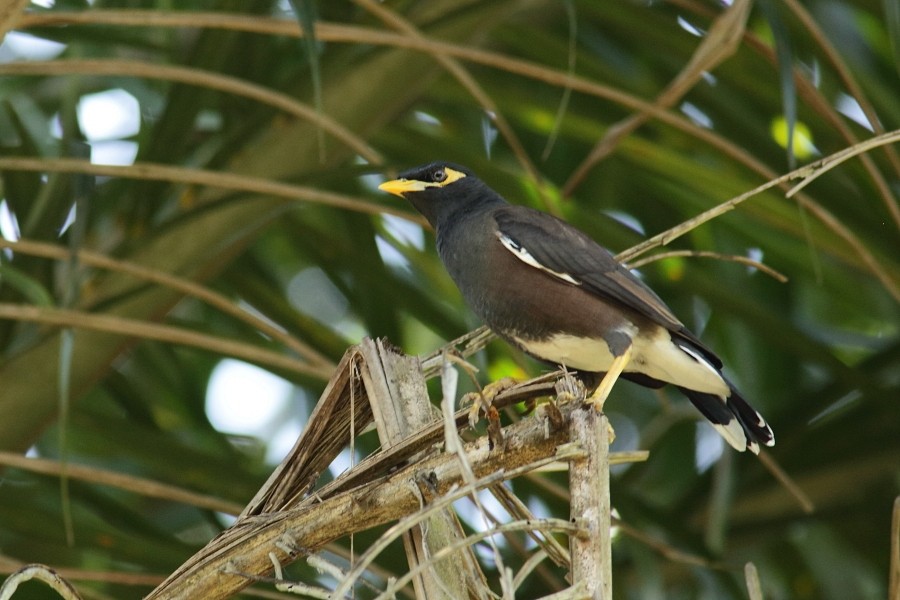 Common Myna - ML610055832