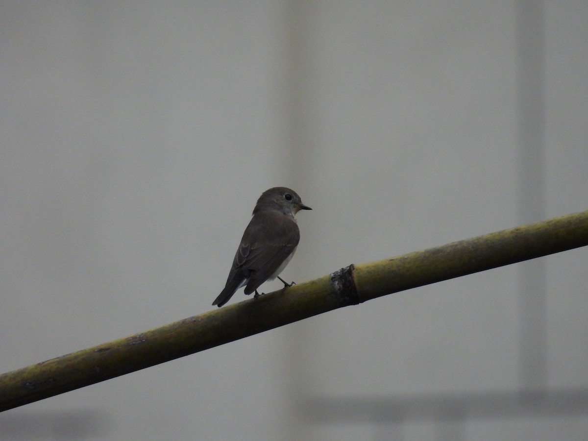 Taiga Flycatcher - ML610055871