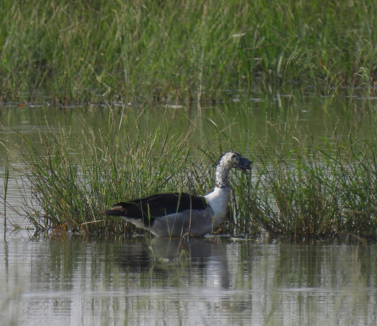 Knob-billed Duck - ML610055893