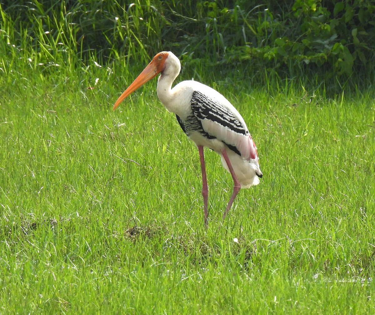 Painted Stork - ML610055904