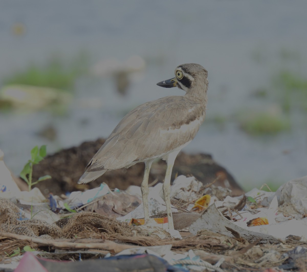 Great Thick-knee - ML610055922