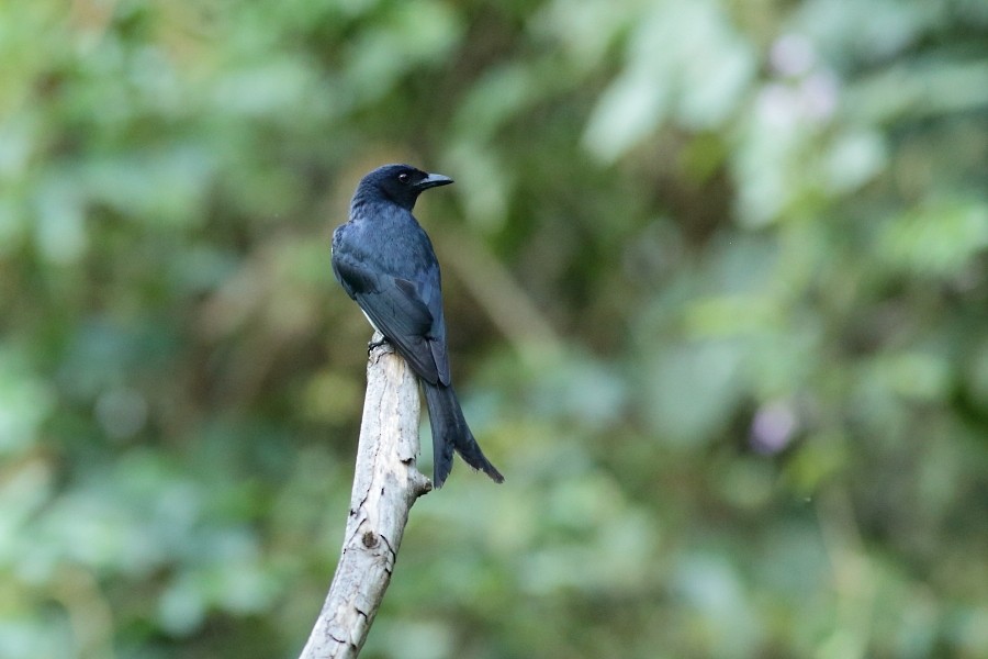 drongo kouřový [skupina longicaudatus] - ML610055932