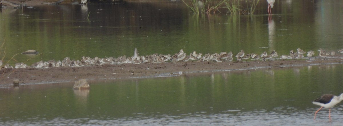 Little Stint - ML610055997