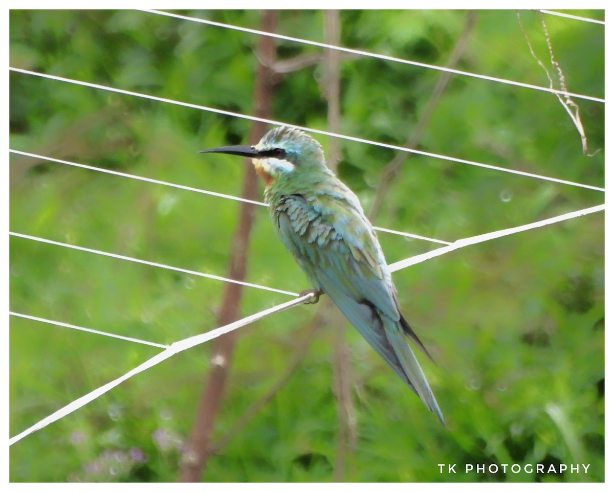 Blue-cheeked Bee-eater - ML610056039