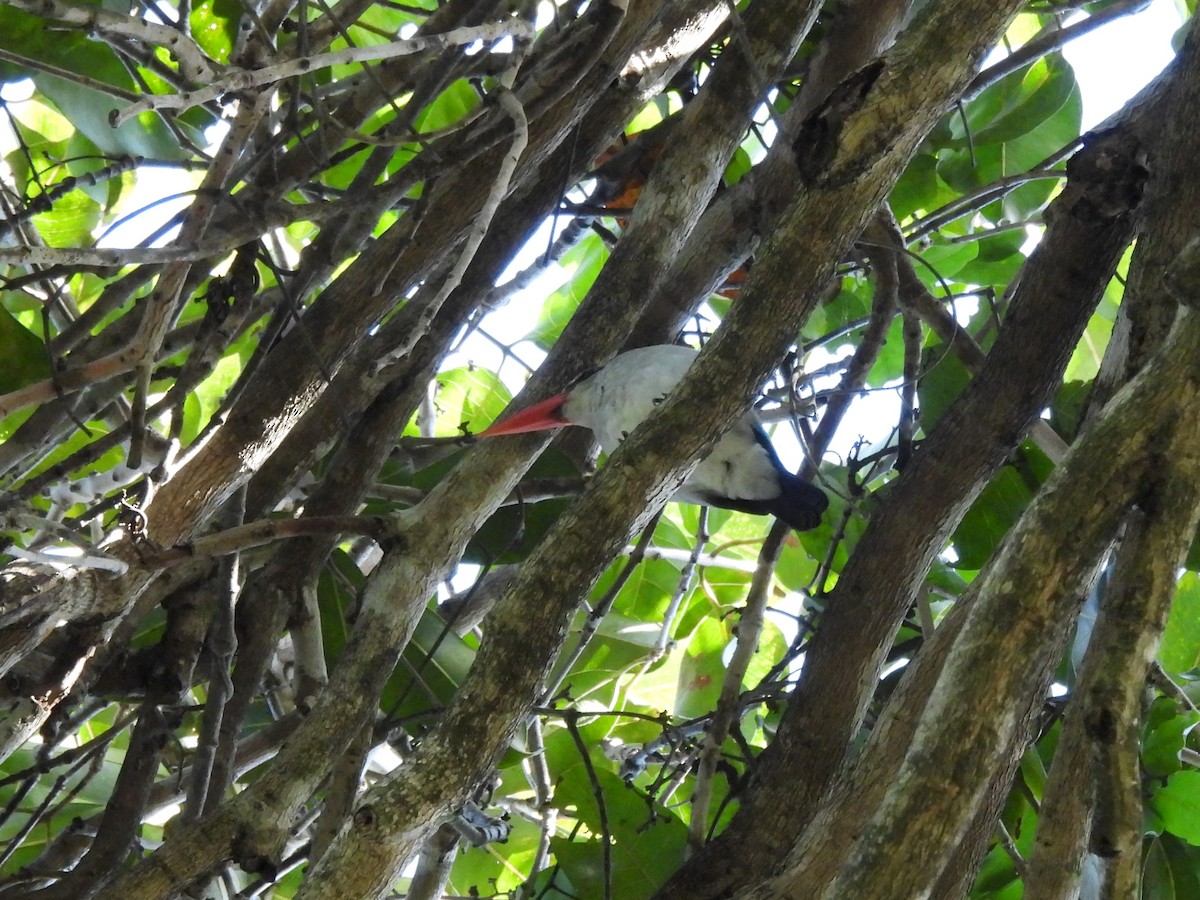 Mangrove Kingfisher - ML610056094