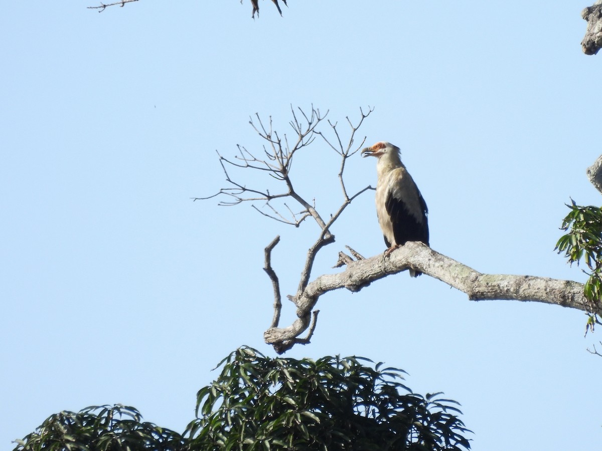 Palm-nut Vulture - ML610056096