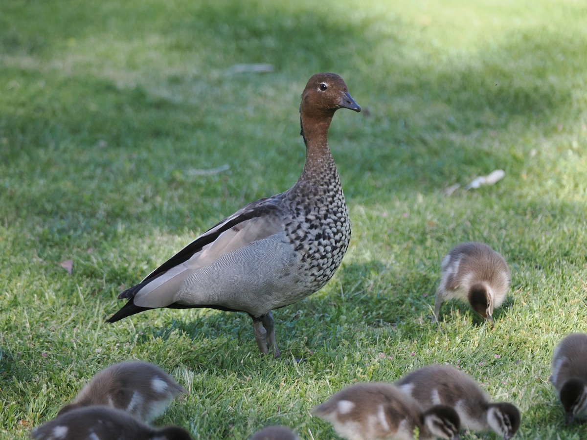 Maned Duck - ML610056217