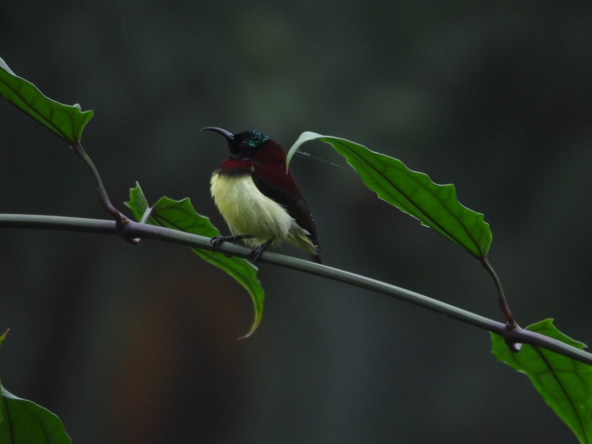 Crimson-backed Sunbird - ML610056350