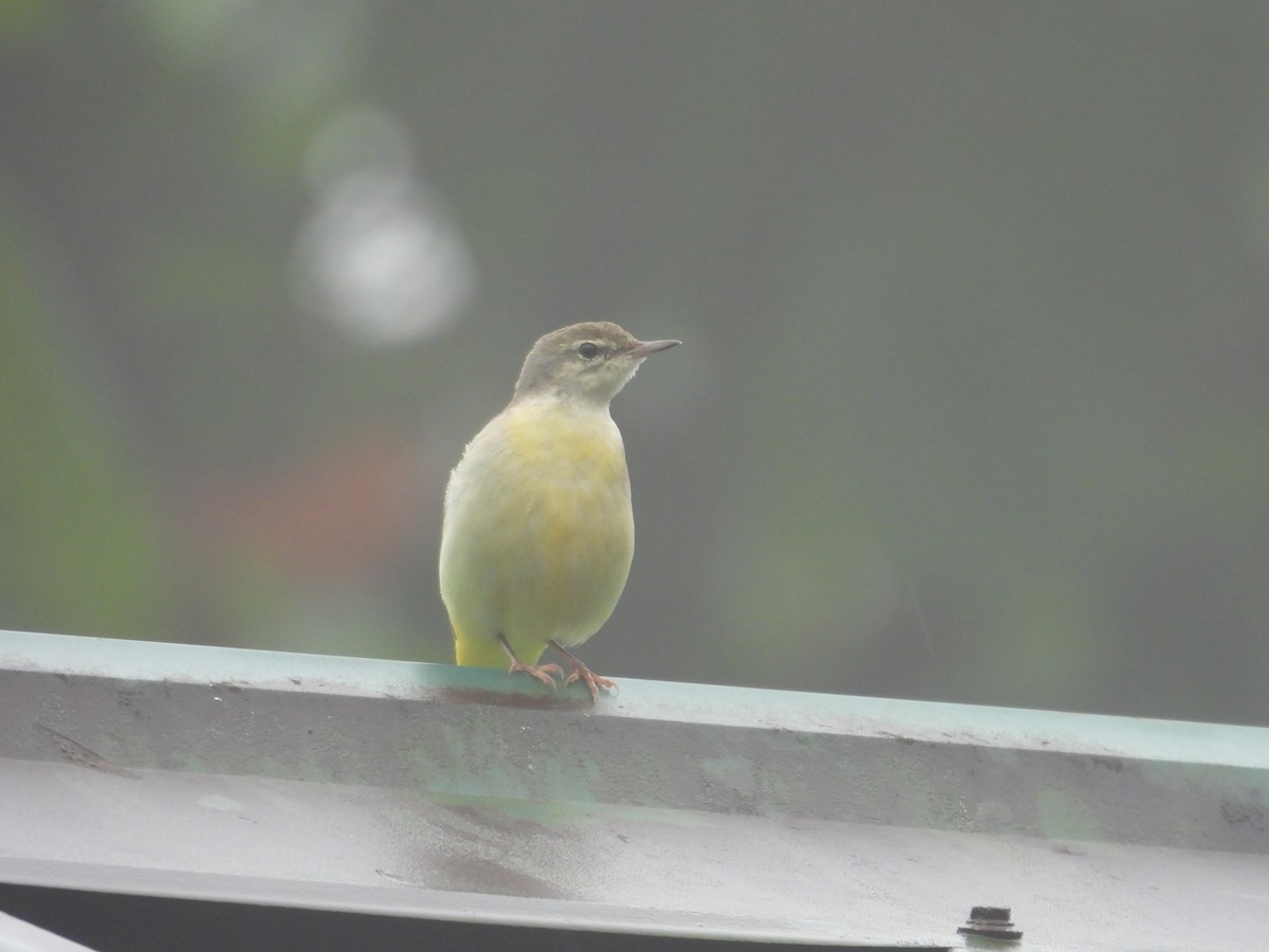 Gray Wagtail - ML610056361