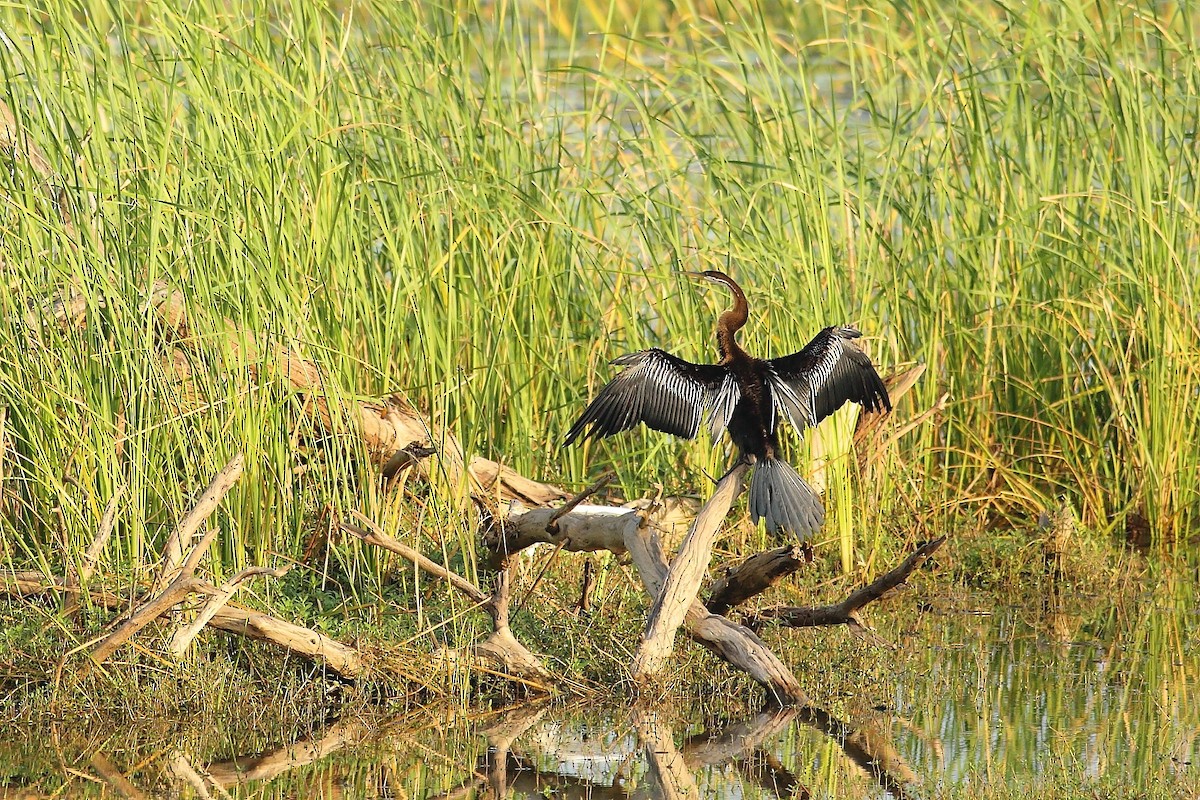 Orient-Schlangenhalsvogel - ML610056376