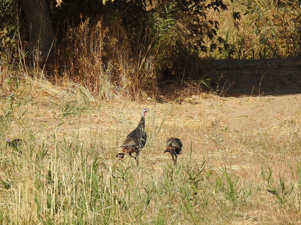 Wild Turkey - ML610056394