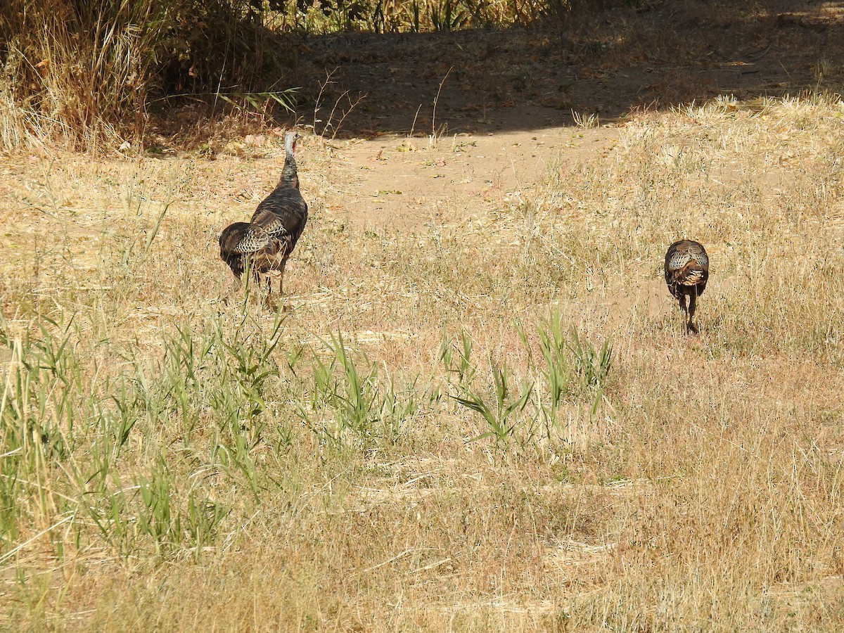 Wild Turkey - ML610056395