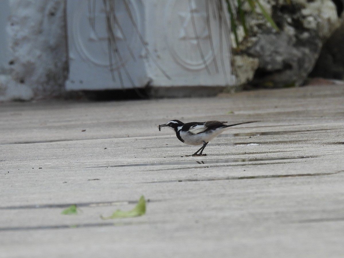 African Pied Wagtail - Mark Smiles