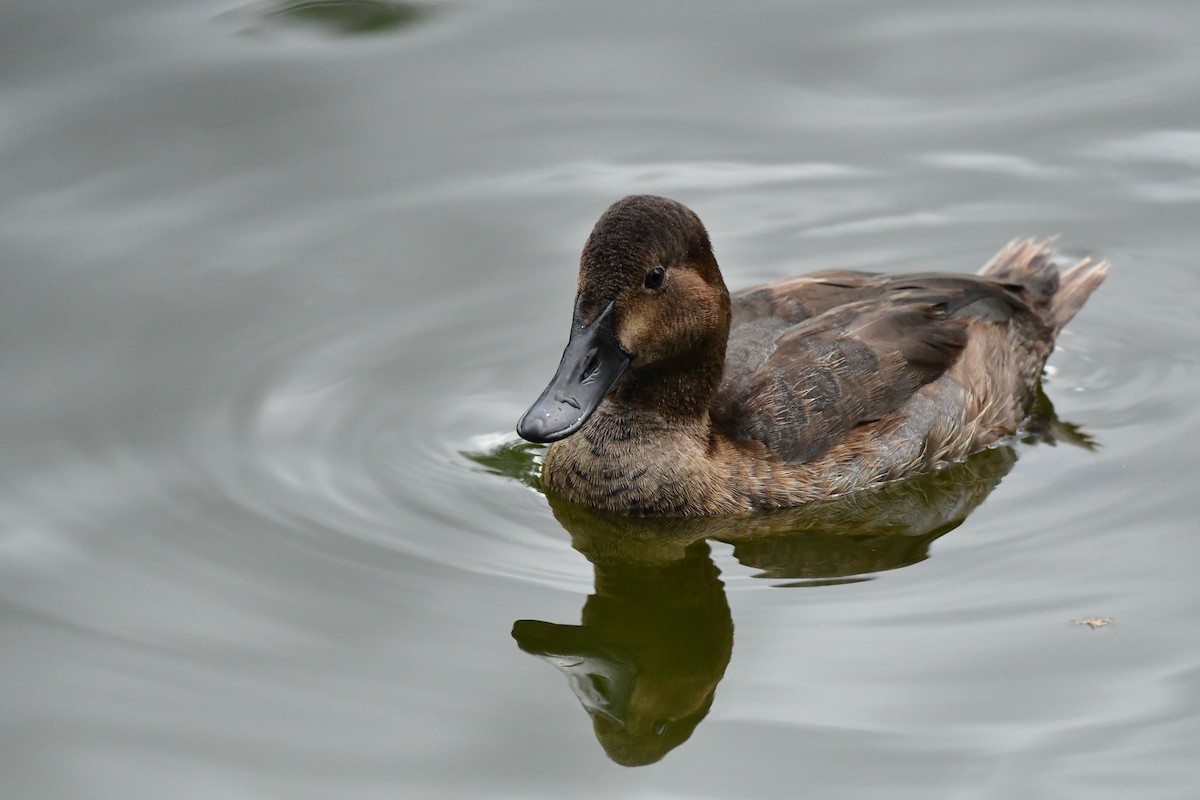 Common Pochard - ML610056572