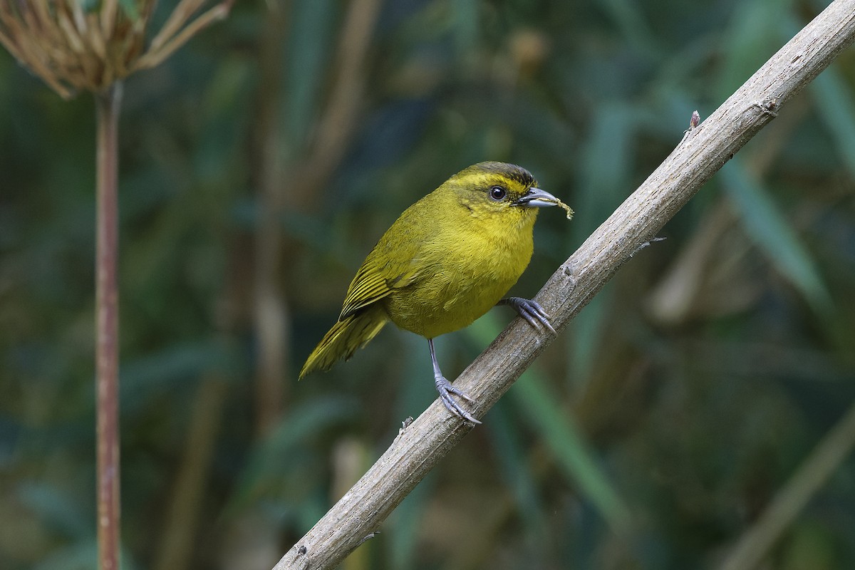 Parodi's Hemispingus - ML610056614